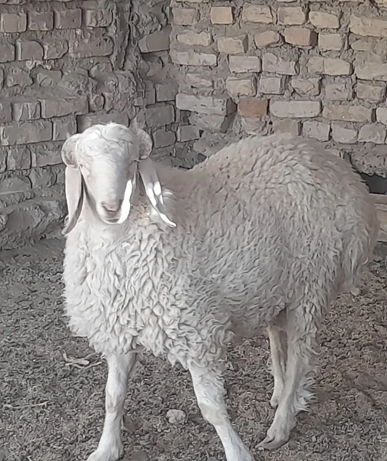 گوسفندنر|حیوانات مزرعه|کرباسک, |دیوار