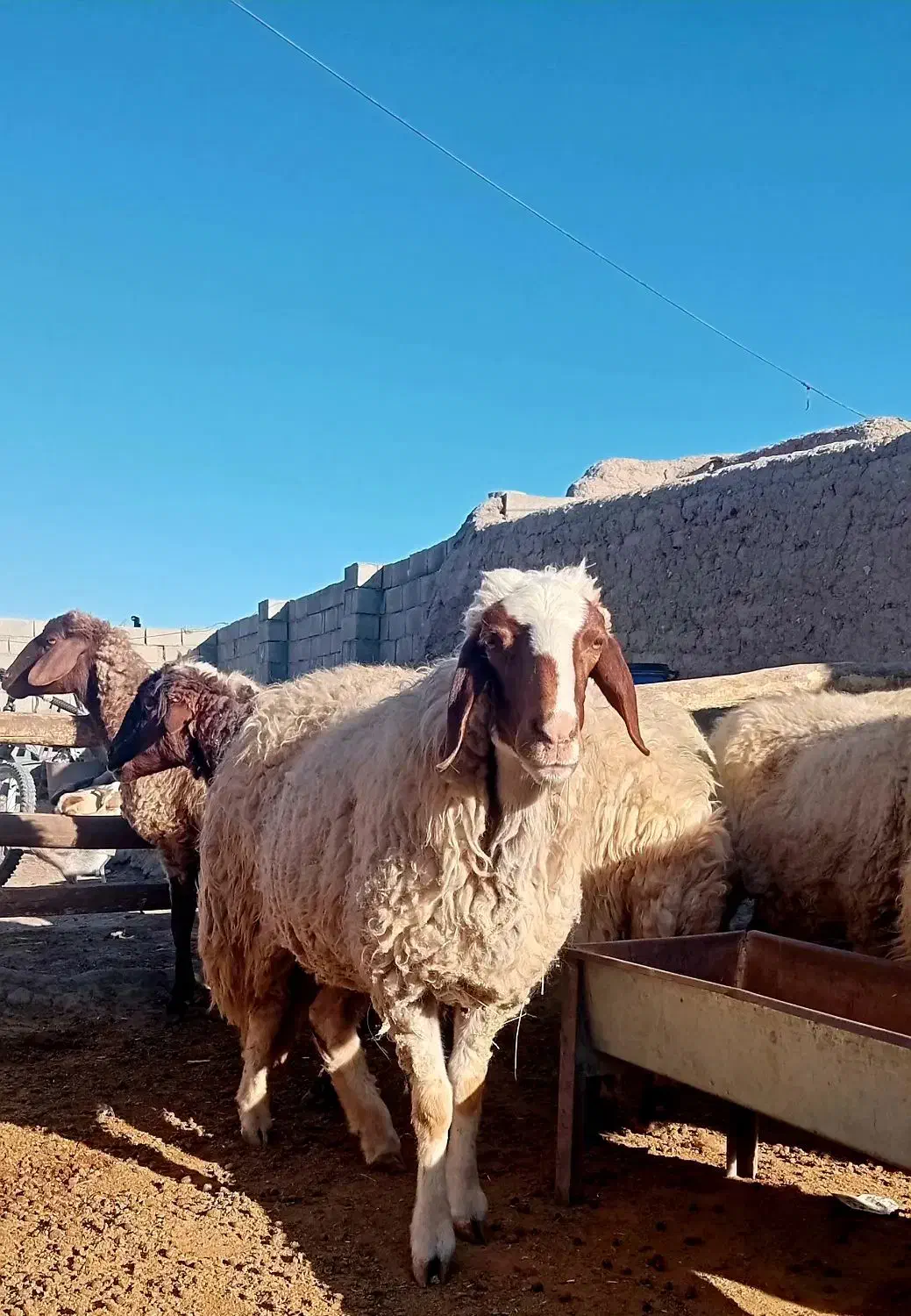 میش‌سنجابی‌جوان|حیوانات مزرعه|کرمانشاه, |دیوار