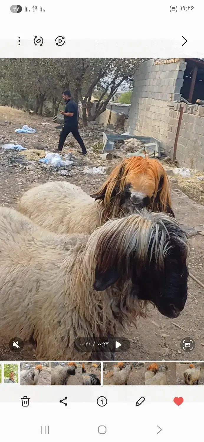 فروش دو راس کاوه بختیاری اصل|حیوانات مزرعه|شیراز, کوشک میدان|دیوار