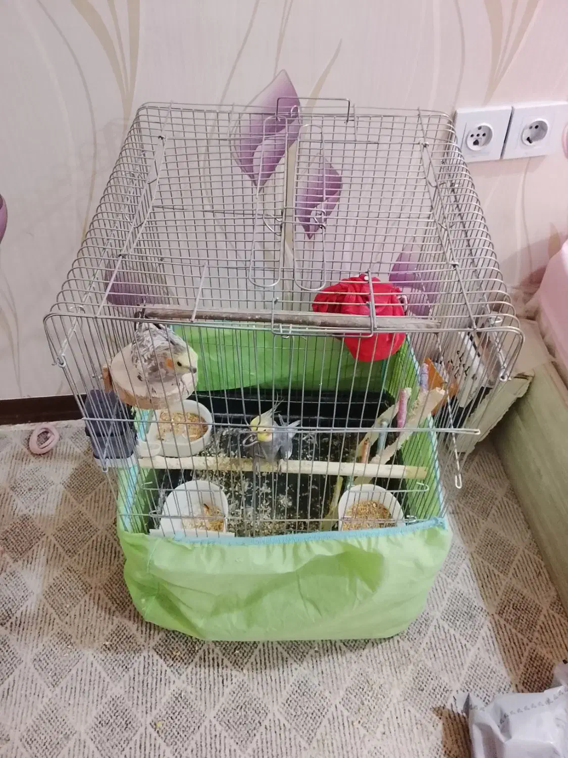 دو عدد عروس هلندی نر و ماده همراه قفس و کلبه 2400|پرنده|اهواز, کوی سعدی|دیوار