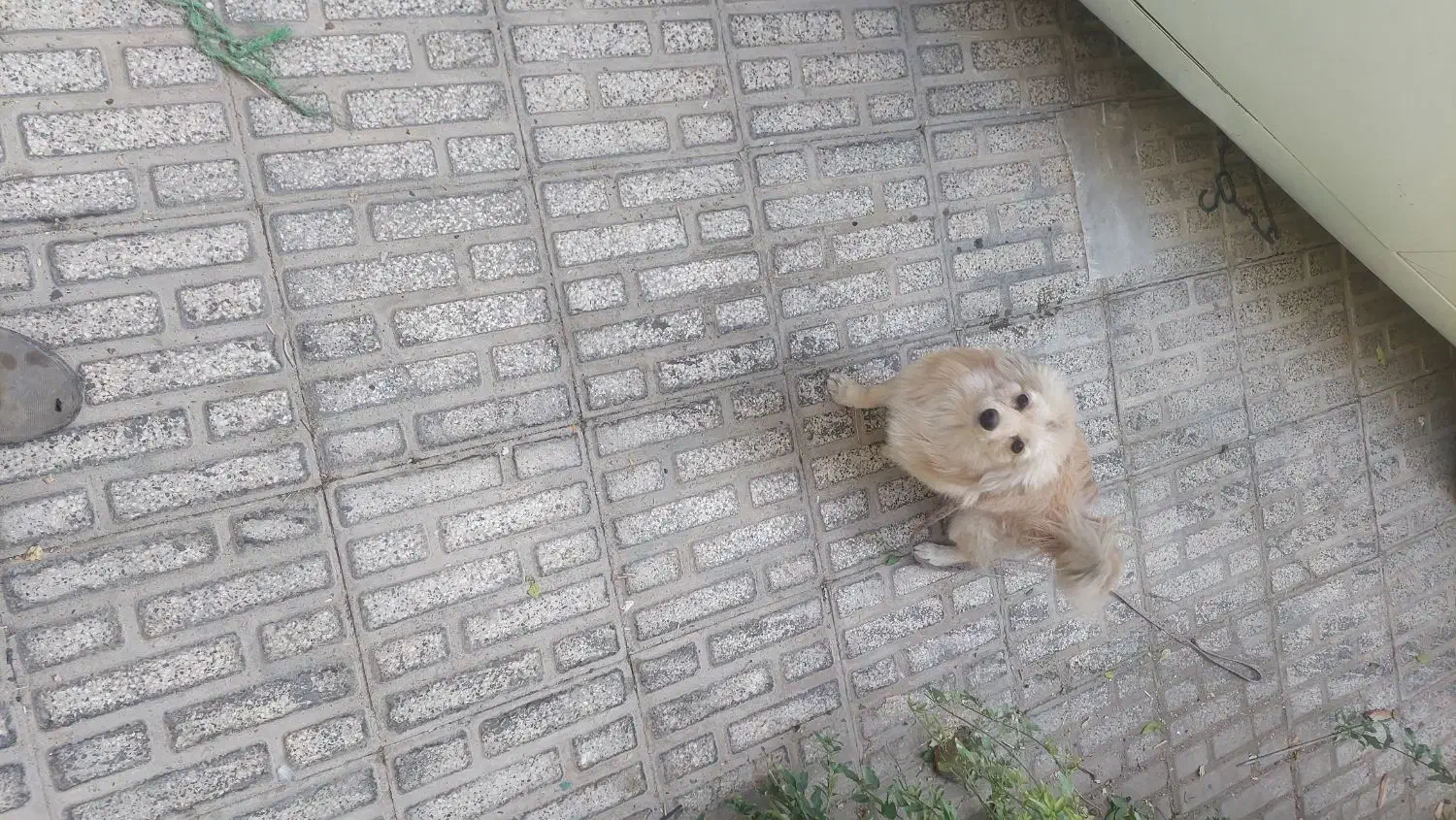 سگ  گمشده|حیوانات|مرودشت, ابوذر شمالی‎|دیوار