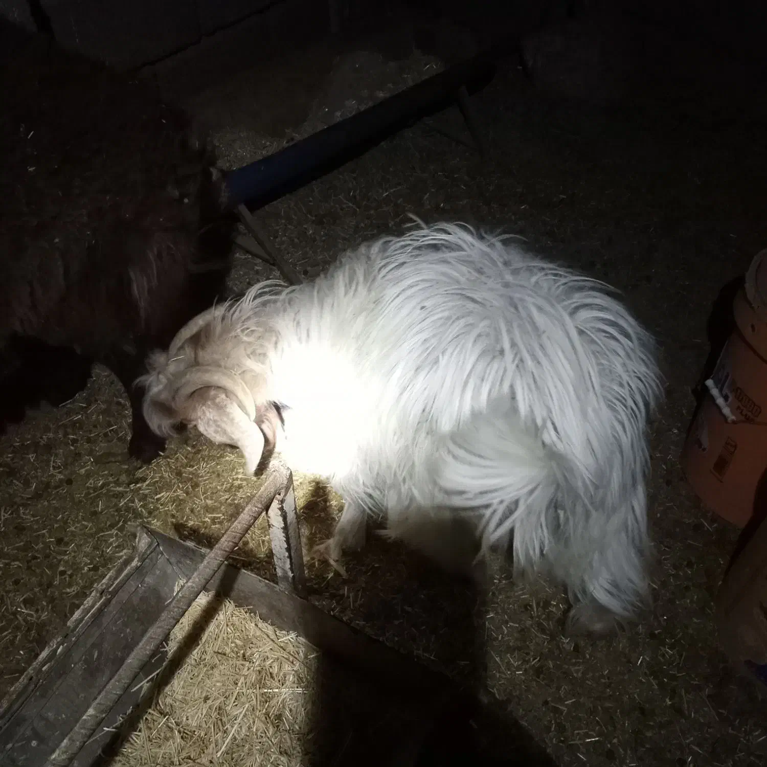 بزغاله نر|حیوانات مزرعه|قائن, |دیوار