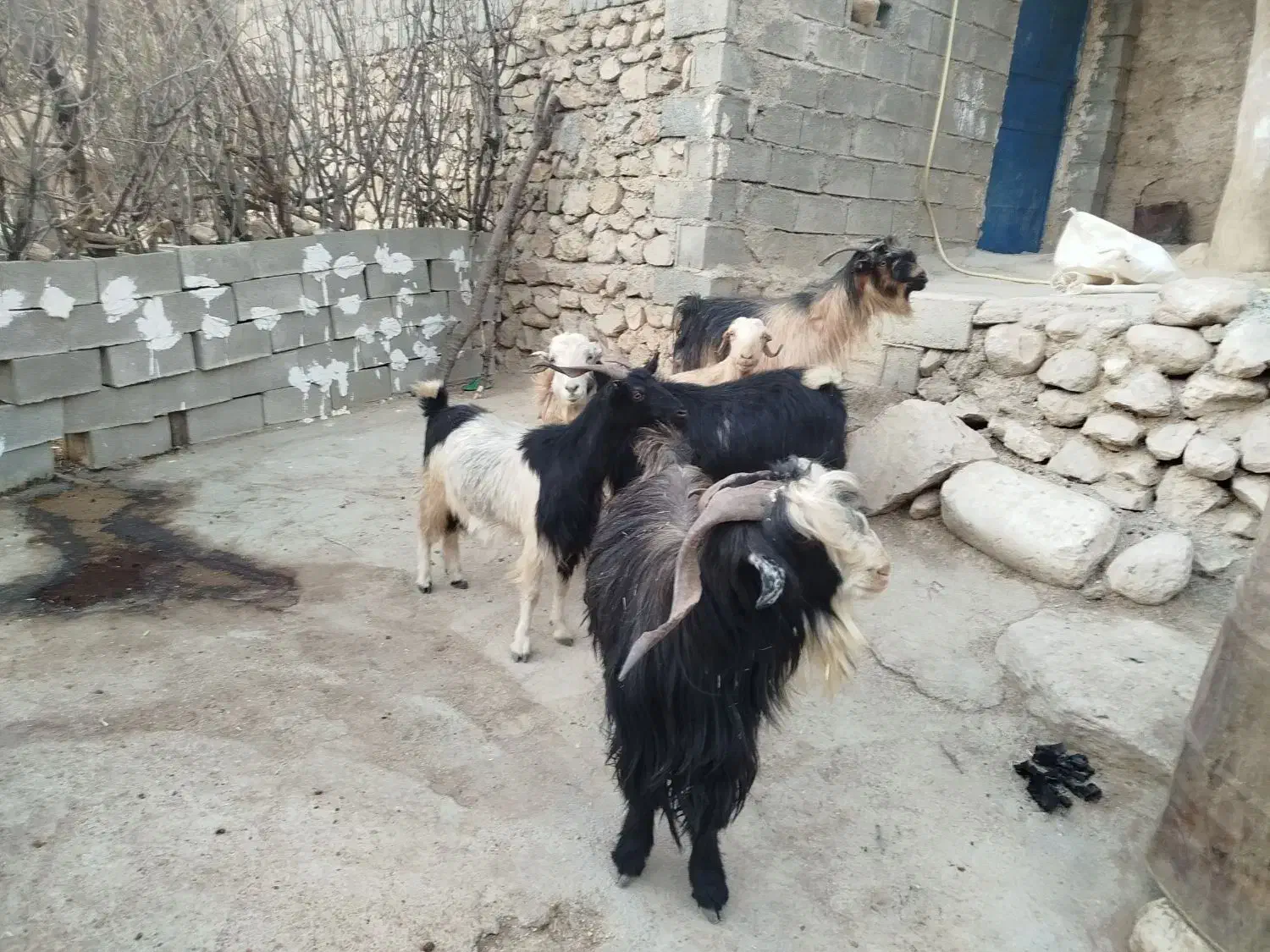 چهار راس بز با پازن بختیاری|حیوانات مزرعه|دهدشت, |دیوار
