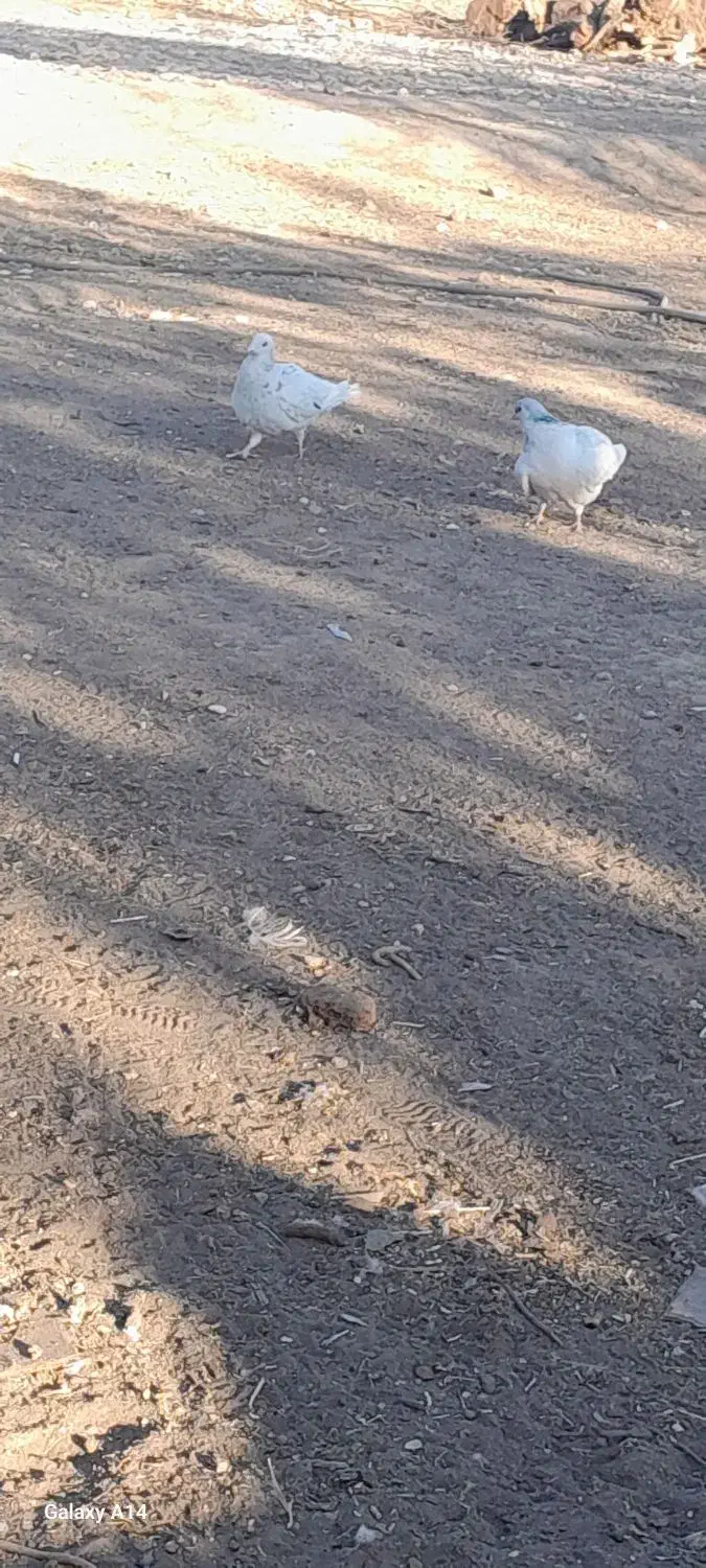 ۱۱ عدد کفتر پرشی به شرط|پرنده|قزوین, |دیوار