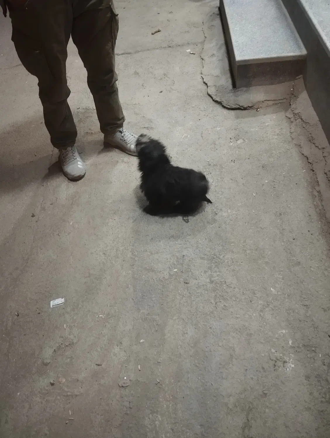 سگ واگزاری|سگ|نیشابور, امین اسلامی|دیوار