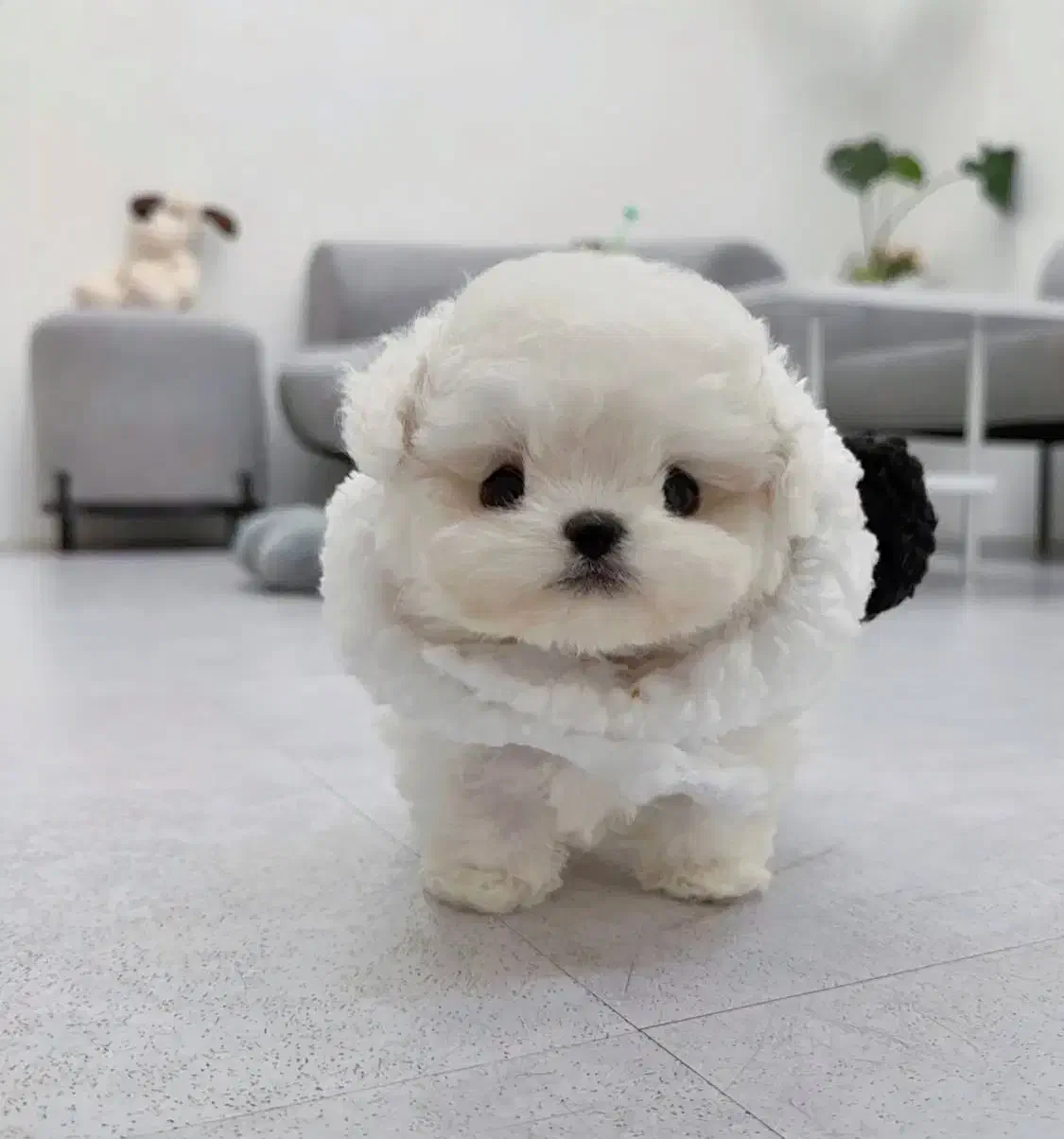 هاپو فنجونی|سگ|اردبیل, |دیوار