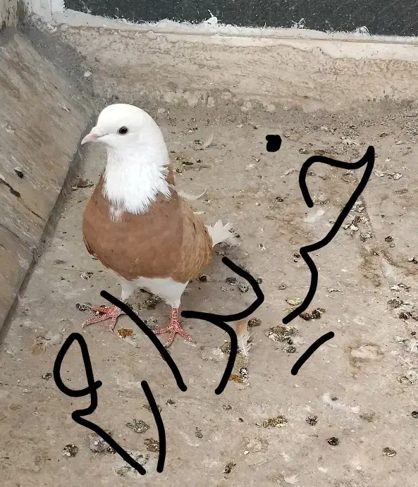 ماده شازده زرد و سرور|پرنده|قم, شهرک سازمان آب|دیوار