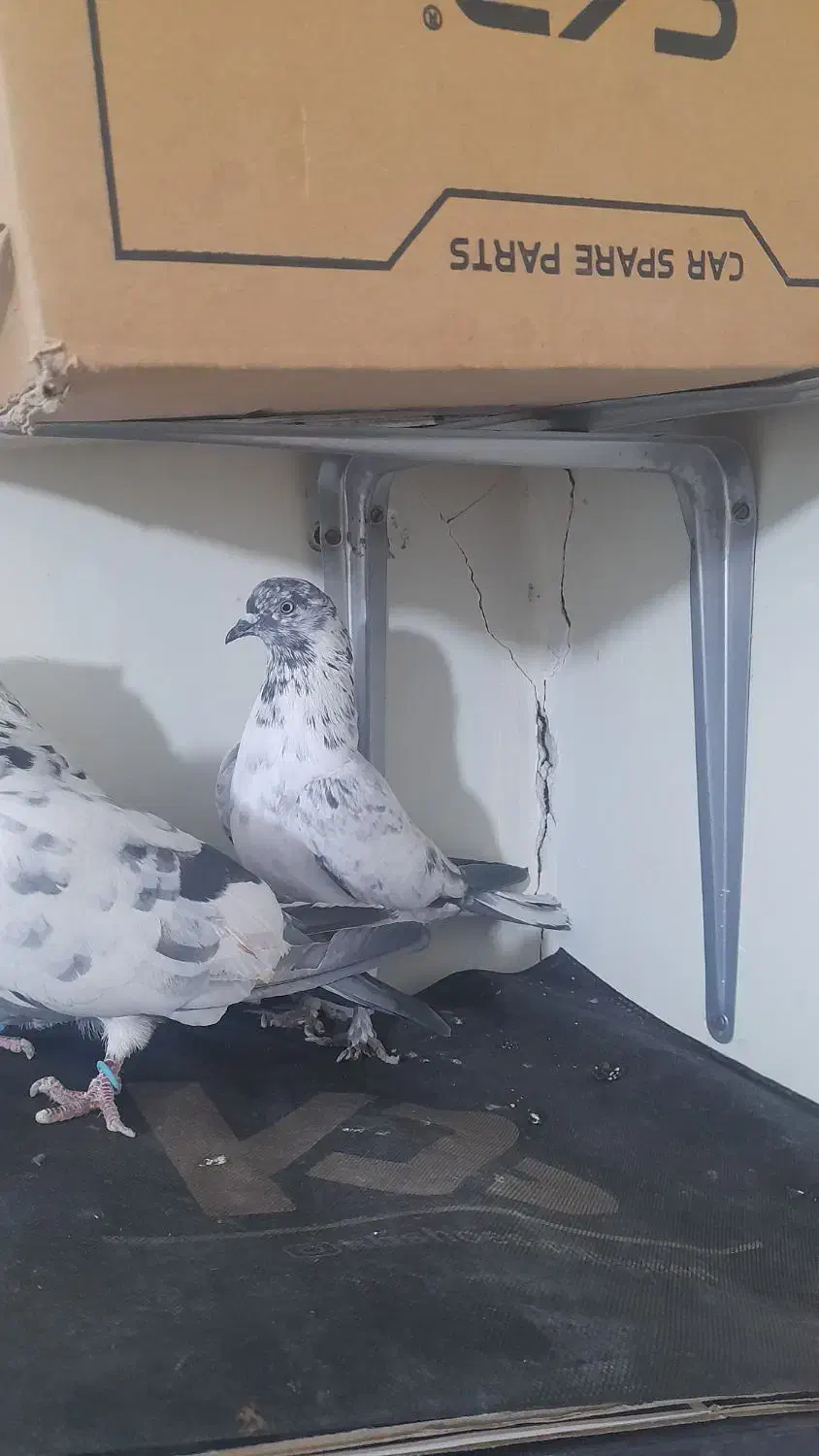 کبوتر پرشی سوسی|پرنده|میانه, |دیوار