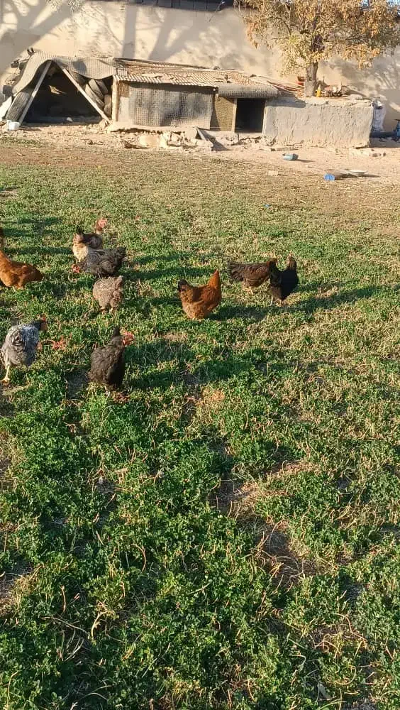 فروش فوری مرغ و خروس|حیوانات مزرعه|معصومیه, |دیوار