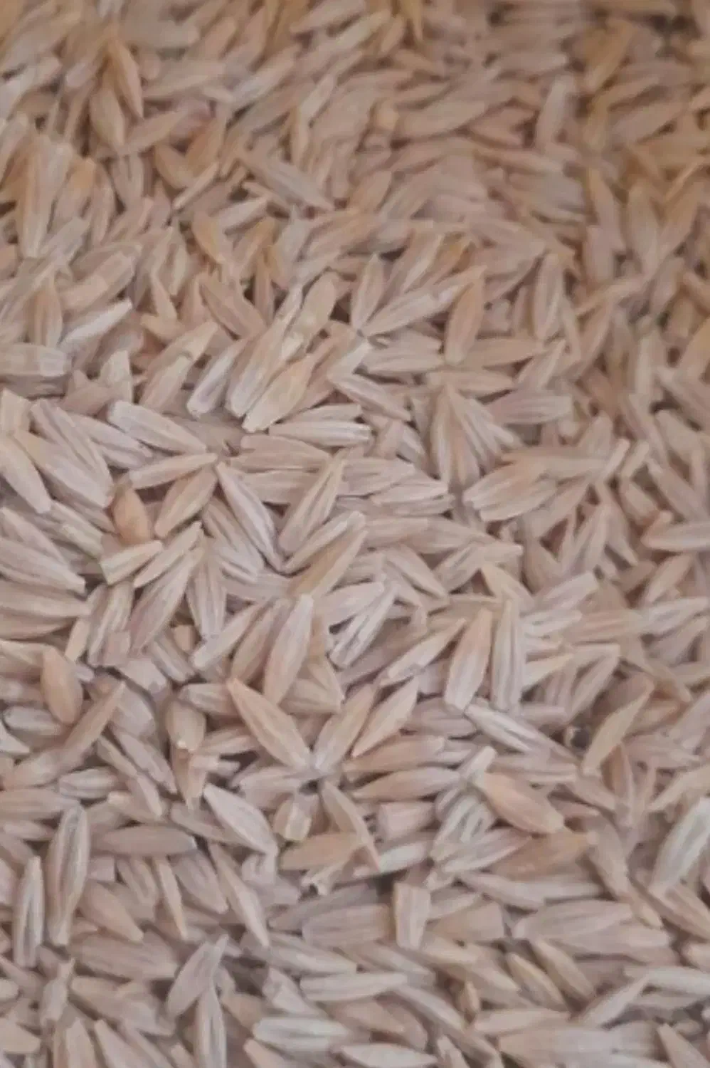 خریدار جو و گندم|خدمات باغبانی و درختکاری|قم, امامزاده ابراهیم|دیوار