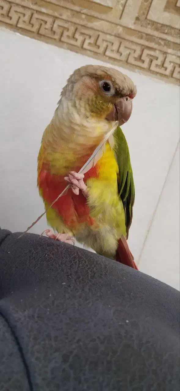 گمشده طوطی گیرینچیک|حیوانات|اراک, |دیوار