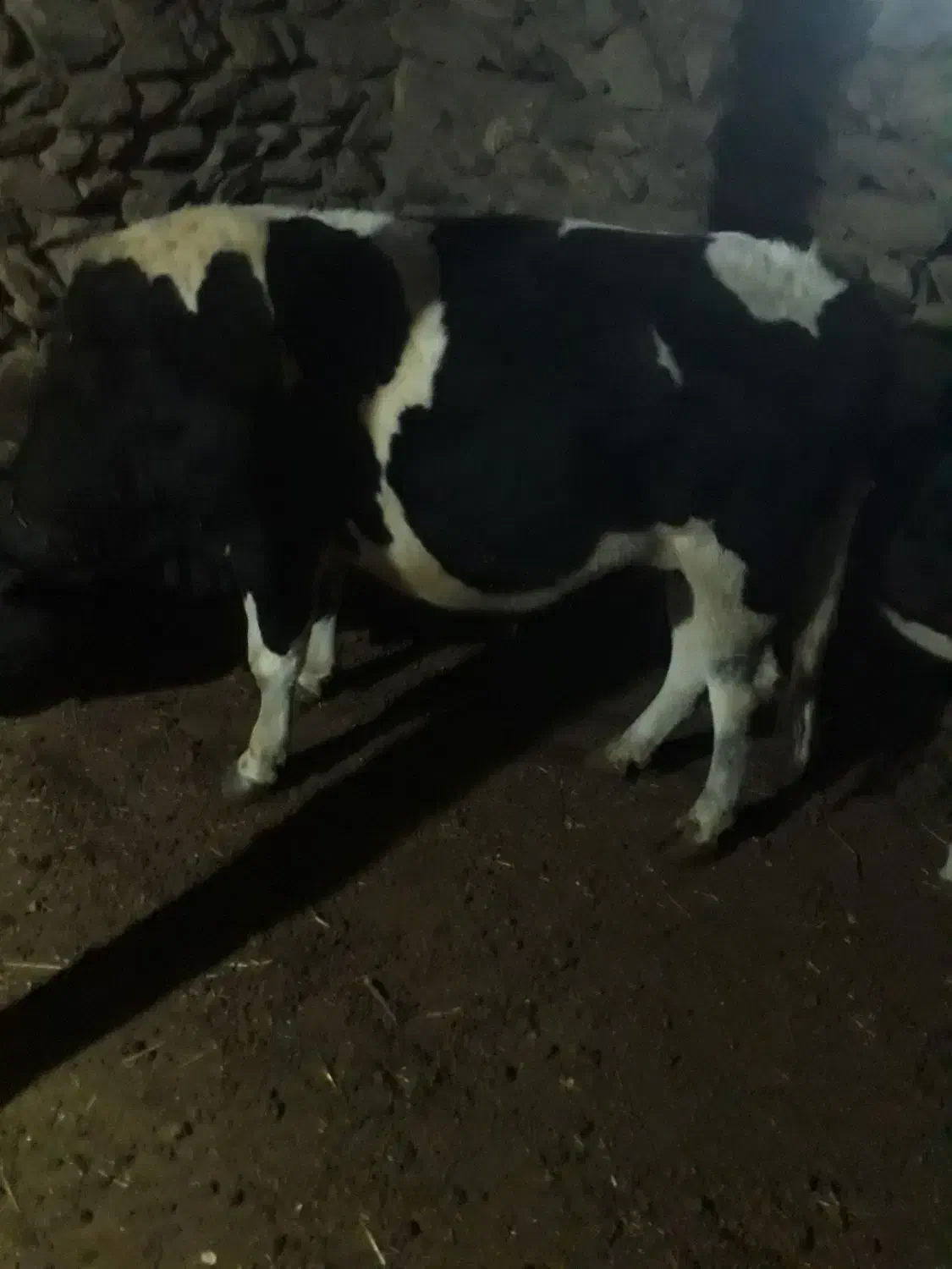 گاو نر گوشتی|حیوانات مزرعه|سارال, |دیوار