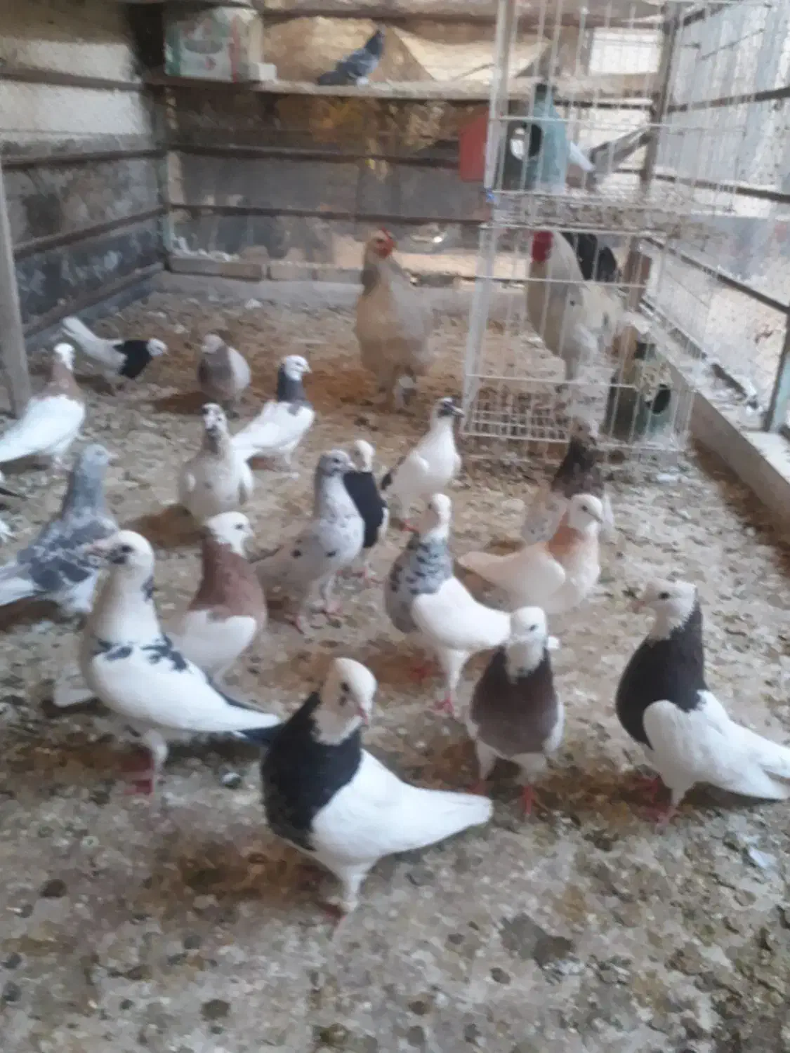 فروش کبوتر در بهبهان|پرنده|فولادشهر, فولادشهر|دیوار