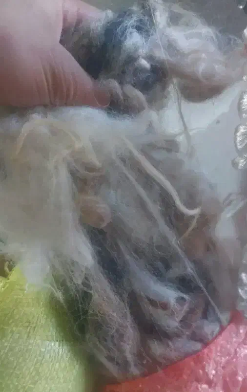 دوخت لحاف و تشک|رختخواب، بالش، پتو|ارومیه, |دیوار