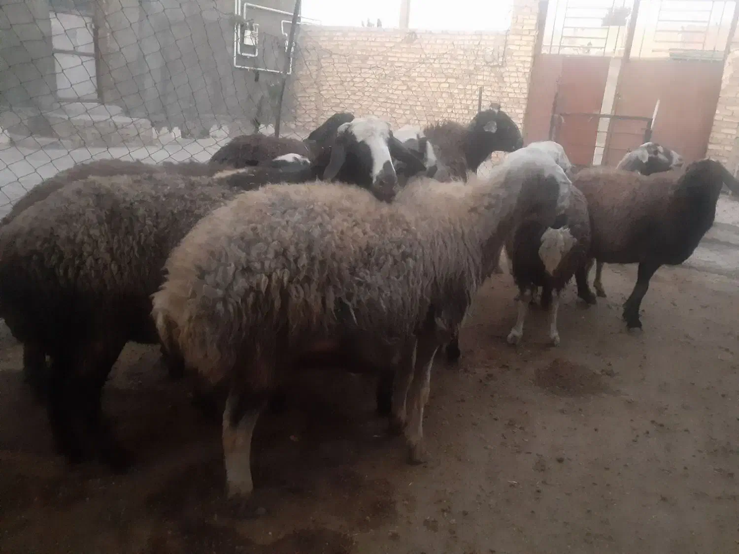 گوسفندای ابستن جوان .|حیوانات مزرعه|بزینه رود, |دیوار