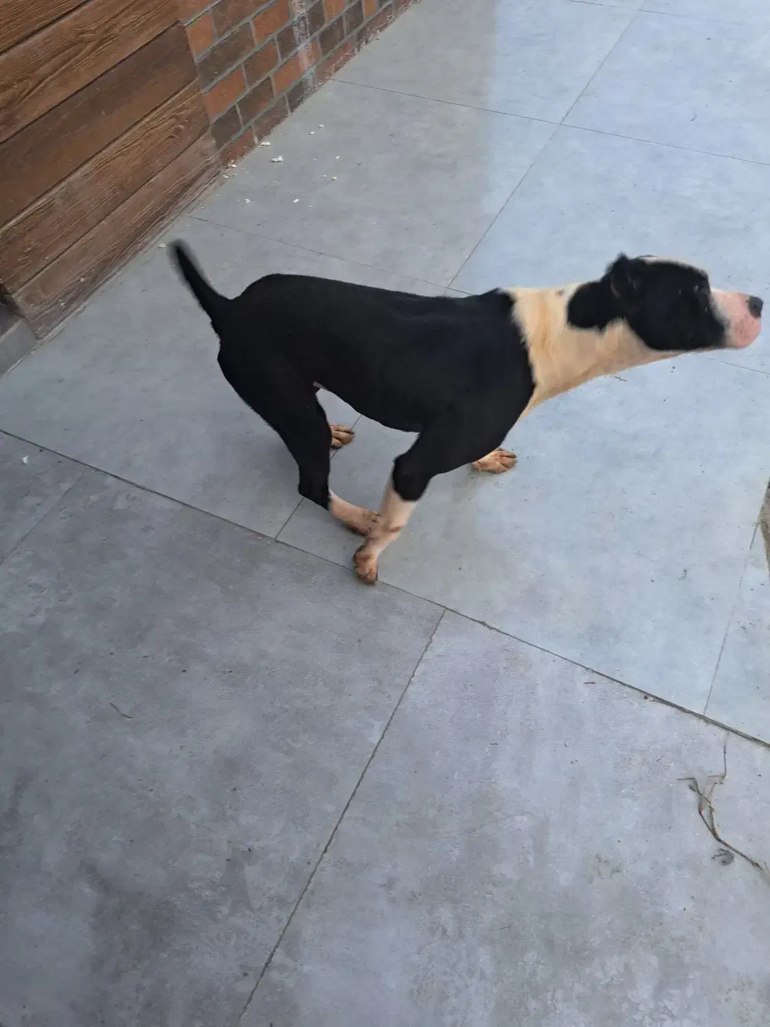 فروش پیت بول نر ۲ ساله|سگ|اسالم, |دیوار