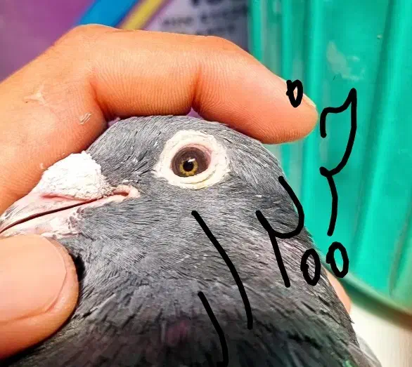 جان اردن و موریس دلبر|پرنده|برازجان, |دیوار