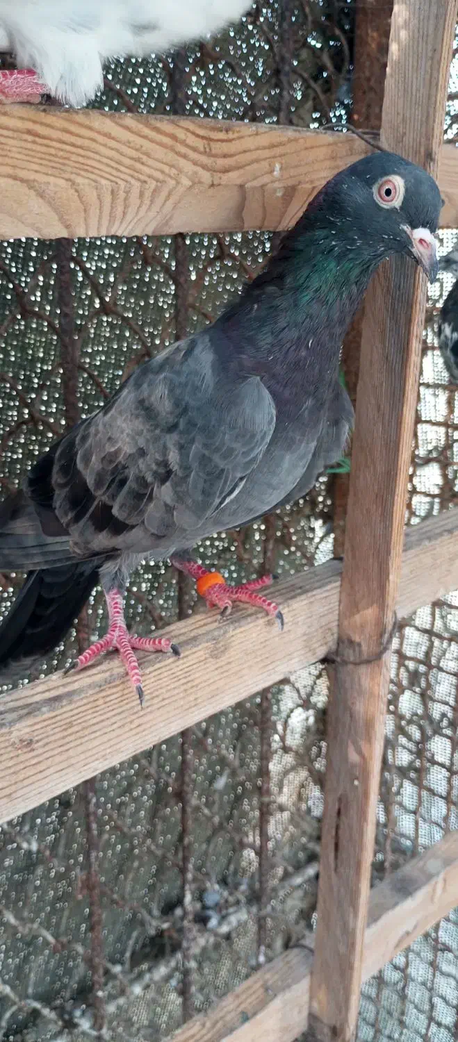 کفترپاکستانی|پرنده|قشم, |دیوار