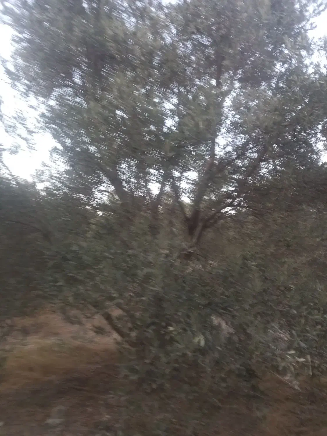 روغن زیتون|خوردنی و آشامیدنی|گیلوان, |دیوار