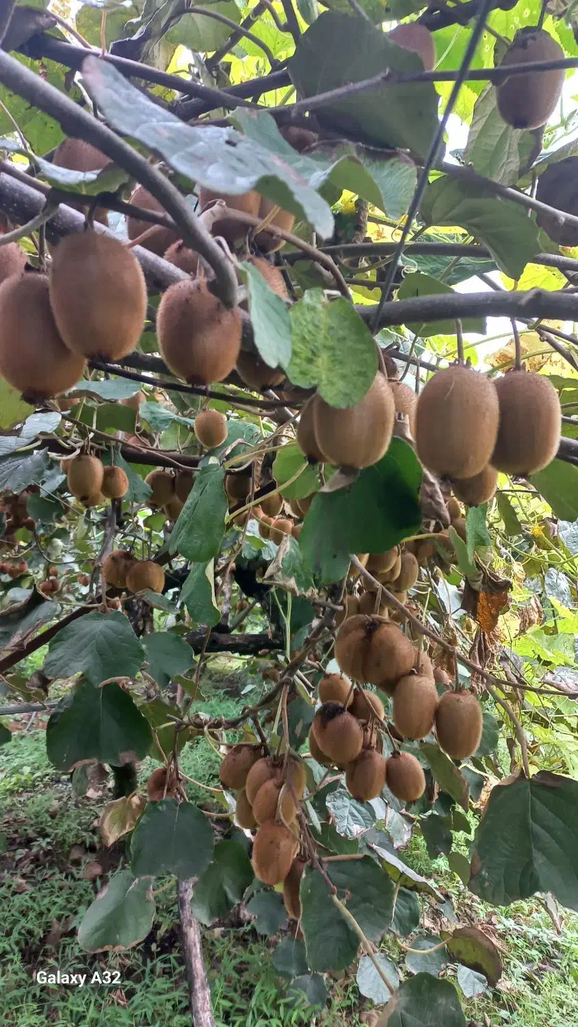 فروش کیوی|عمده‌فروشی|کومله, |دیوار