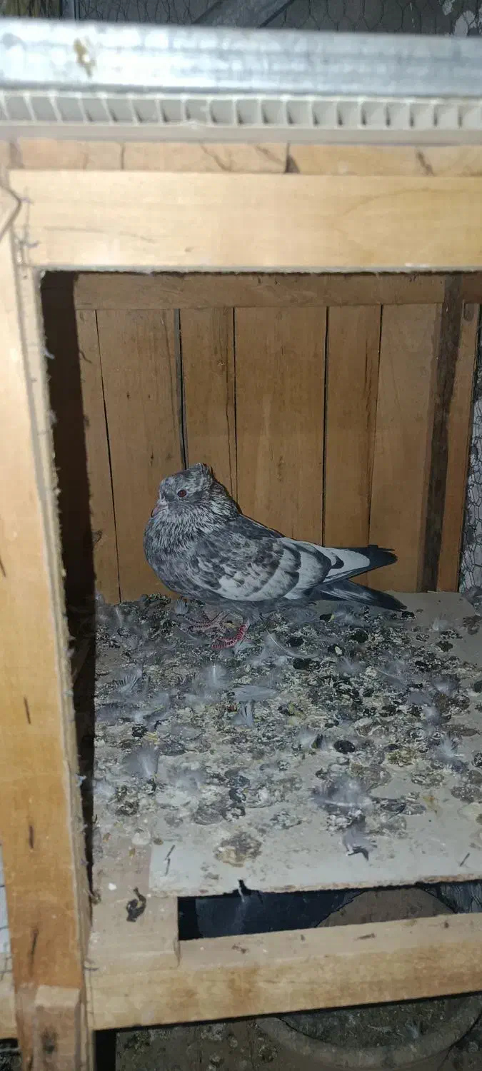 کفتر|پرنده|قم, محمد آباد|دیوار