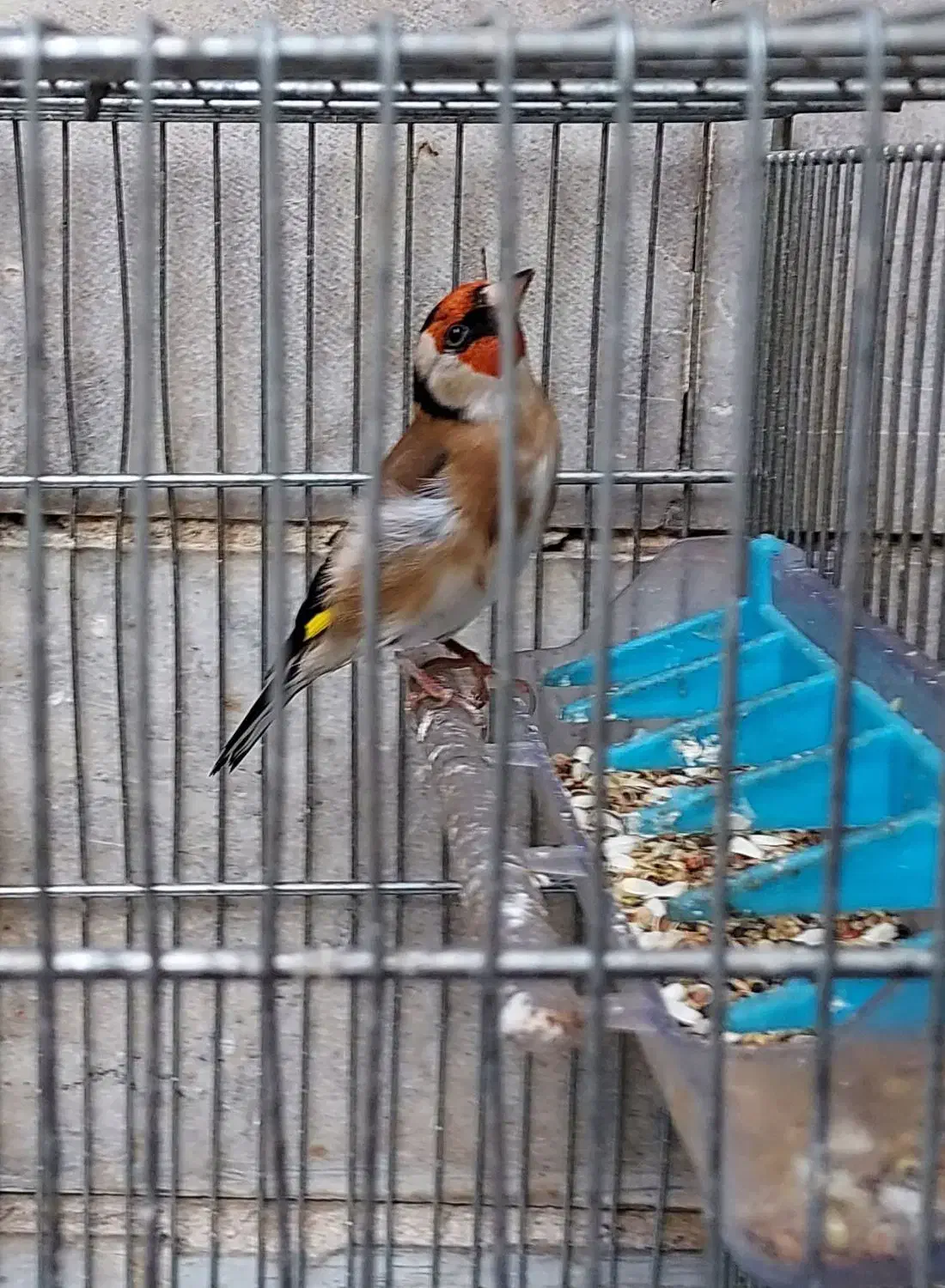 سهره و سهره قناری|پرنده|ری, دیلمان|دیوار