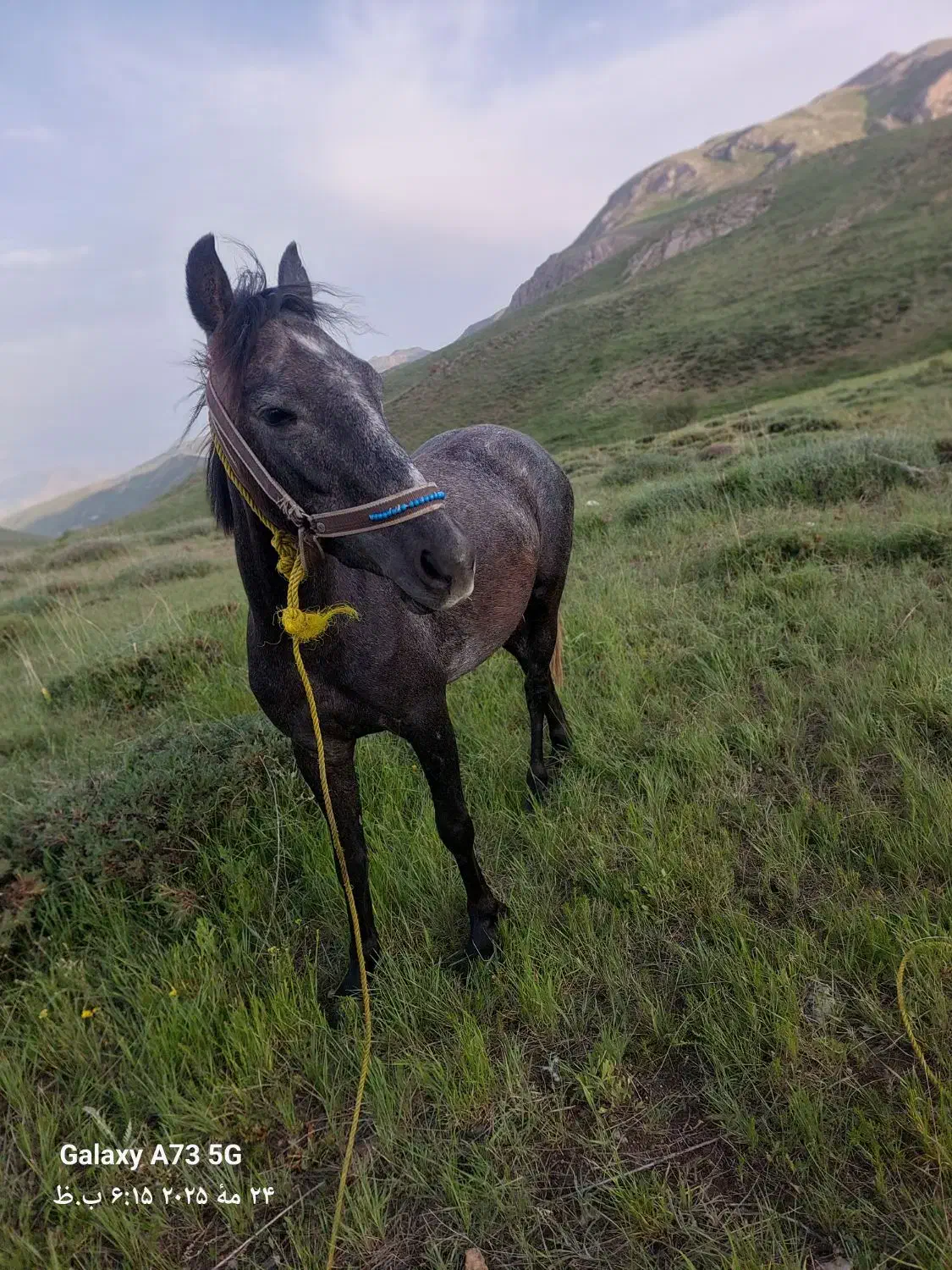 اسب|اسب و تجهیزات اسبسواری|شاهرود (اردبیل), |دیوار