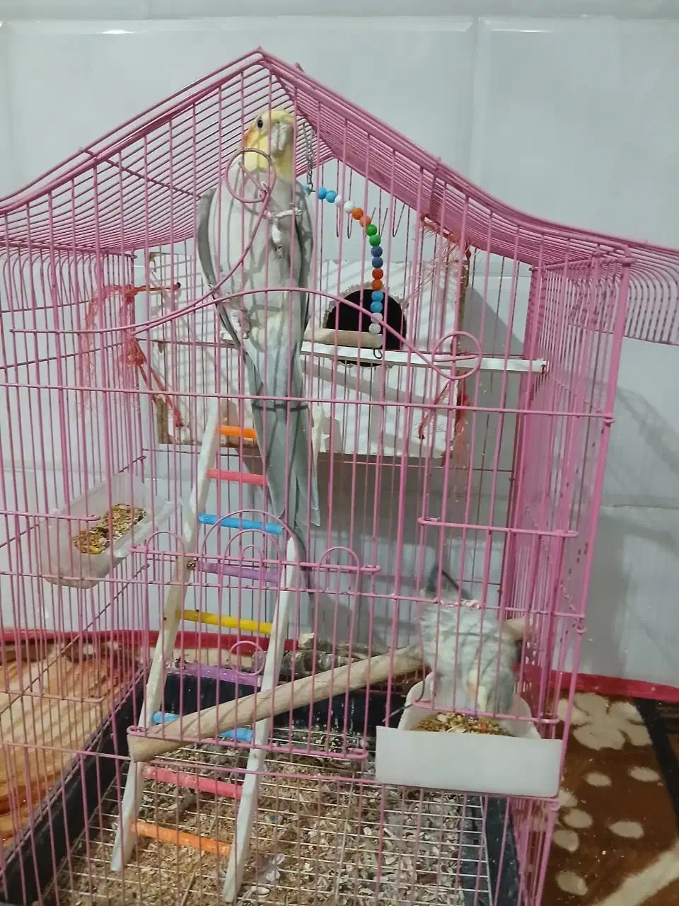 عروس هلندی|پرنده|یزد, |دیوار