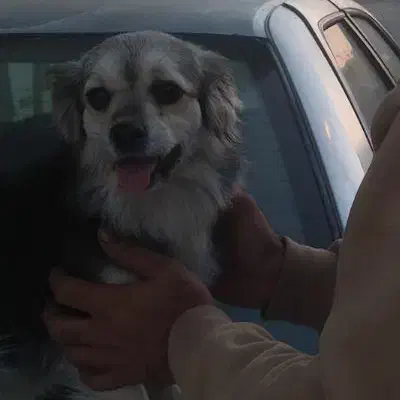 سگ پاکوتاه پیدا کردیم|حیوانات|رفسنجان, |دیوار