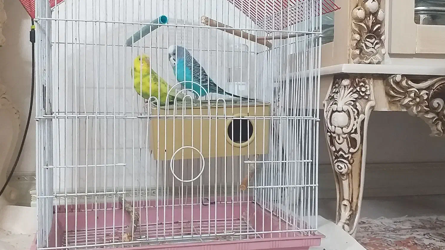 فروش مرغ عشق جفت|پرنده|شاهرود, |دیوار