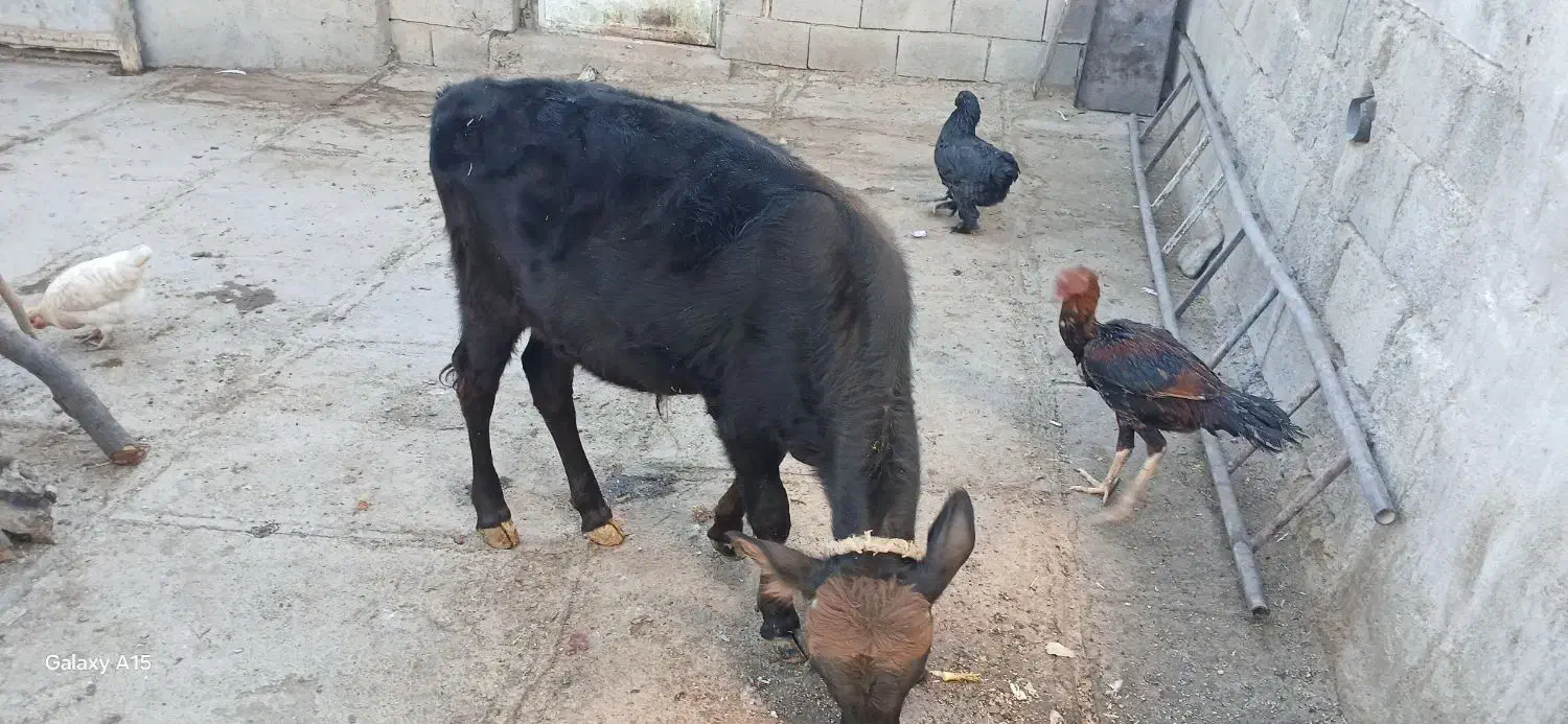 گوساله نرفروشی|حیوانات مزرعه|زمکان, |دیوار