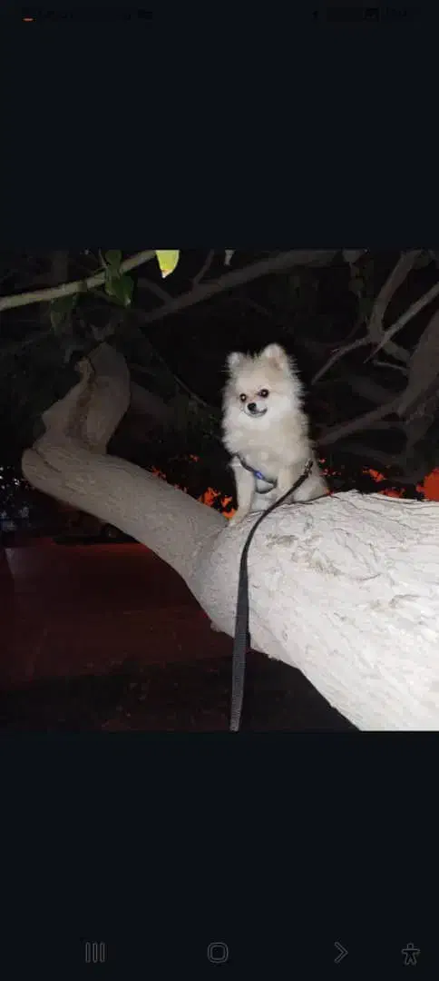 پامرانین نر اصیل ۷ ماهه، کاملاً سالم و خوشاستایل|سگ|یزد, |دیوار