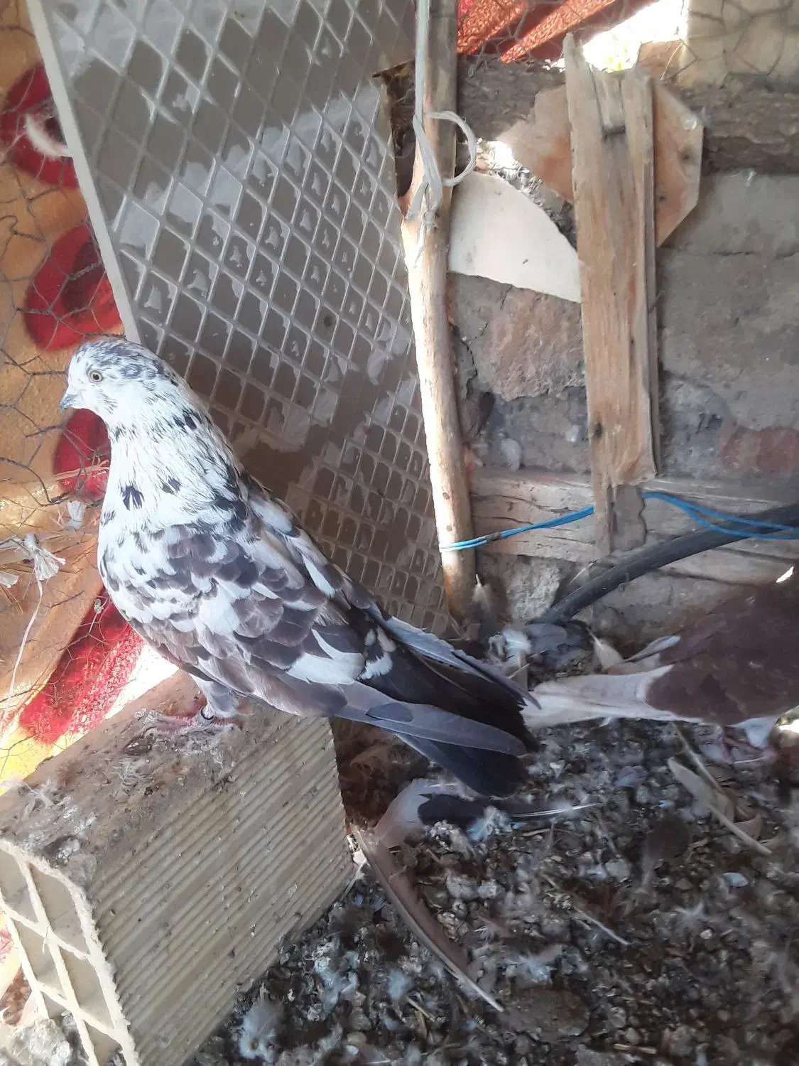 سلام چهار کفتر فروشی|پرنده|مشگین شهر, |دیوار