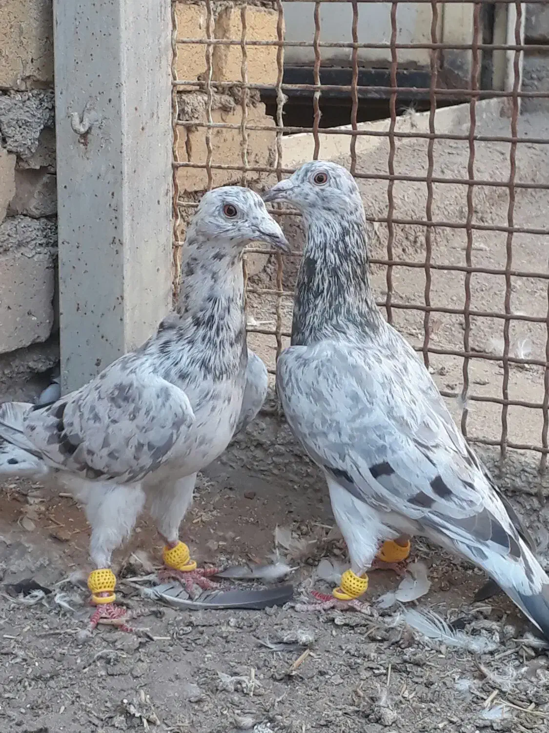 پرنده خطی جفت نر|پرنده|تاکستان, |دیوار