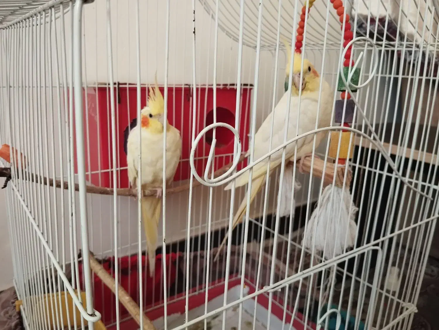 عروس هلندی نر و ماده|پرنده|شفت, |دیوار