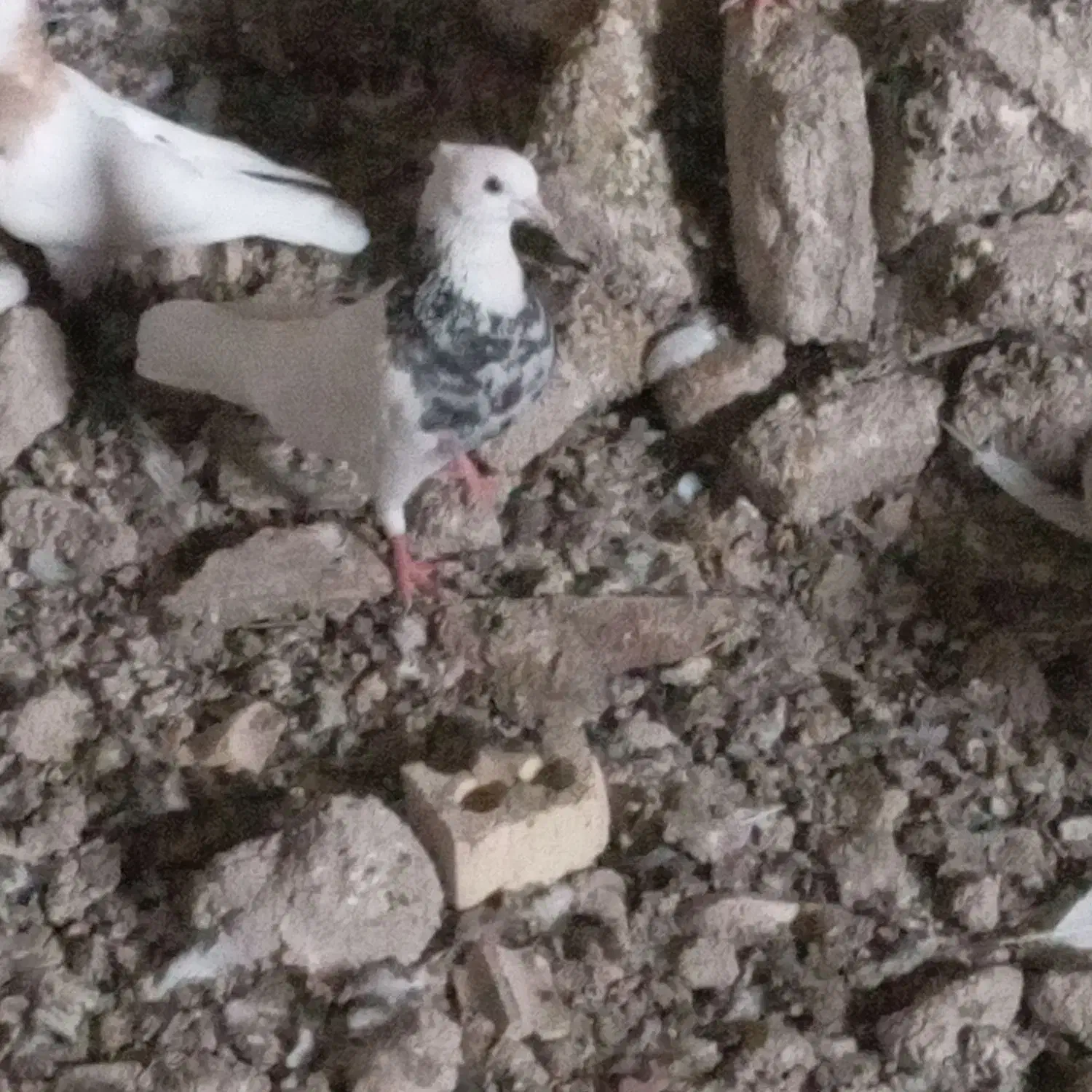 کبوتر|پرنده|شادگان, |دیوار