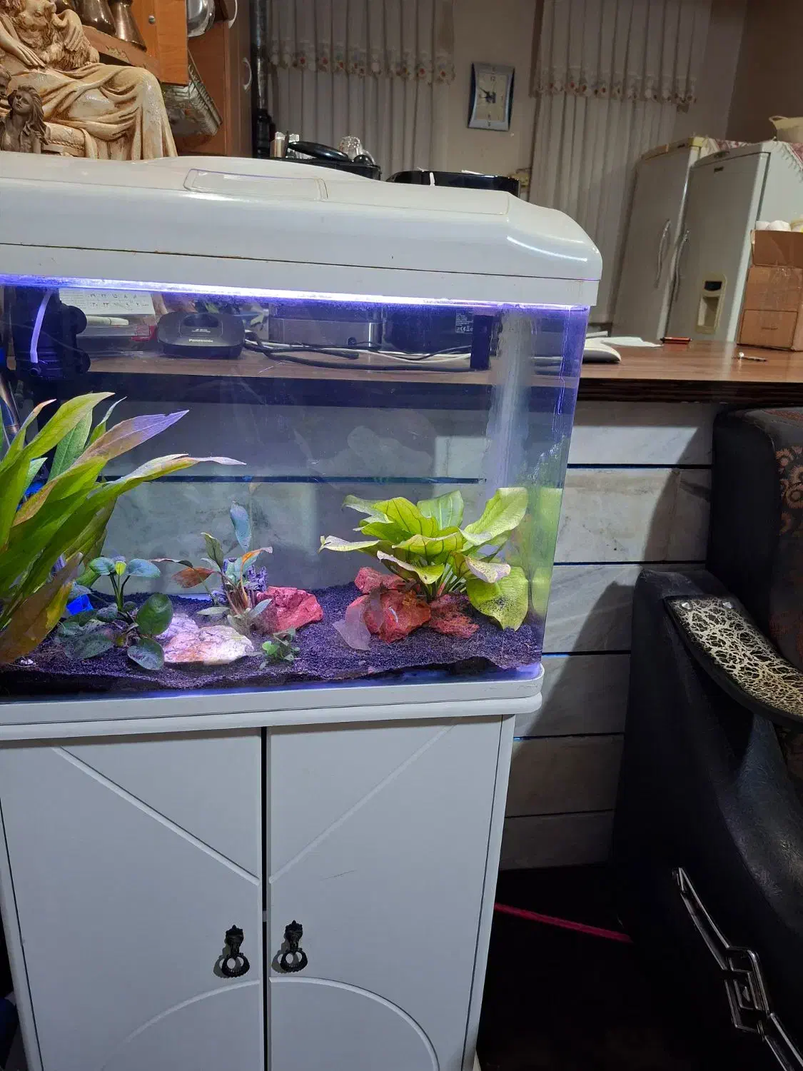 اکواریوم شیشه خم ۶۰ سانتی|ماهی|گلپایگان, |دیوار