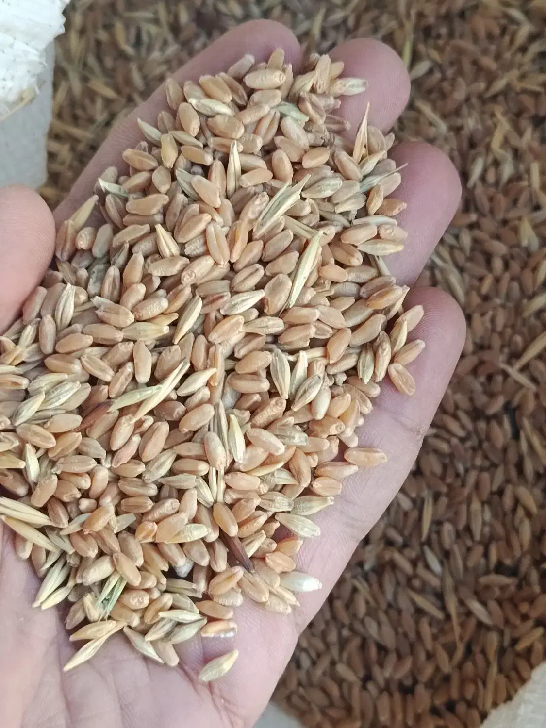 گندم مادری همراه جو|عمده‌فروشی|رامشیر, |دیوار