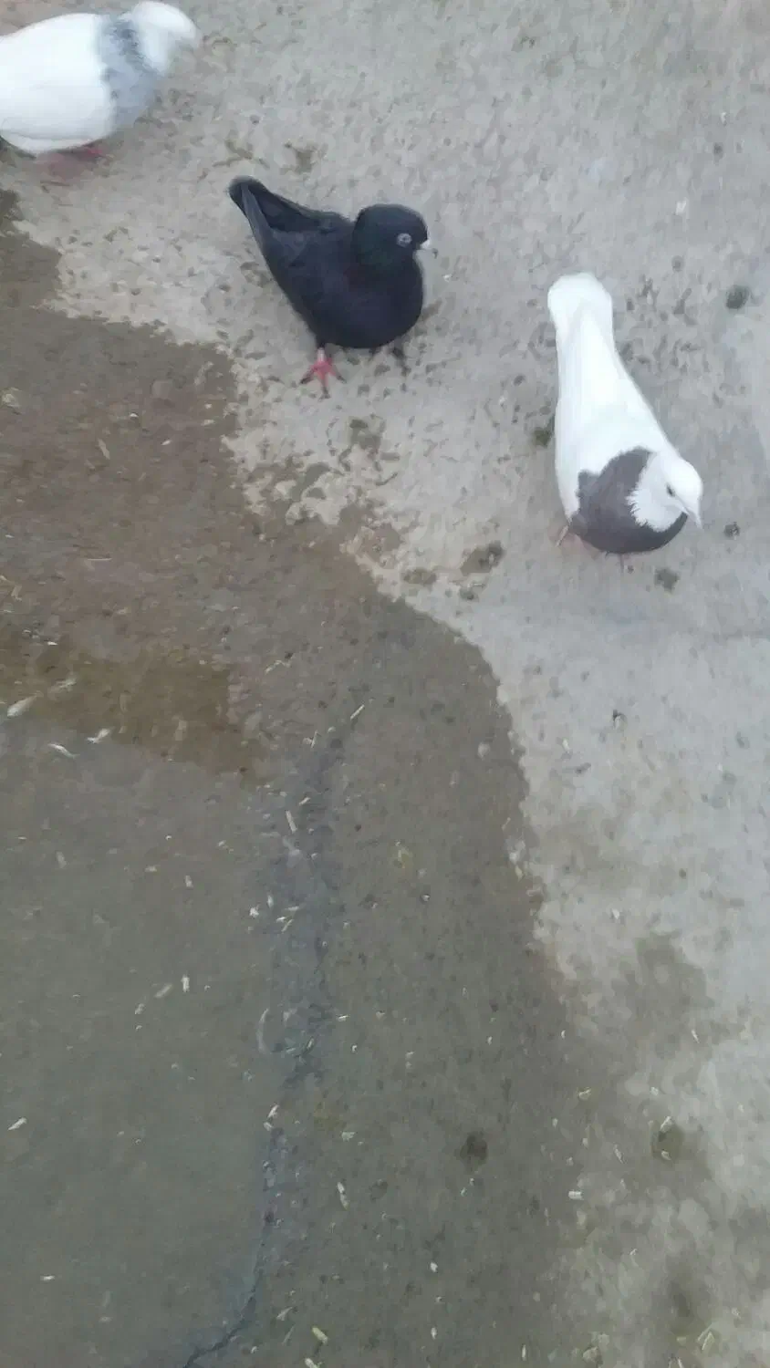 زاغ جوانه ماده|پرنده|سنقر, |دیوار