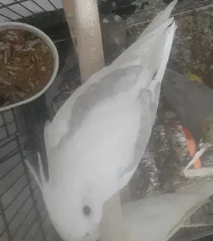 عروس نر کار داده درجه یک|پرنده|دزفول, |دیوار