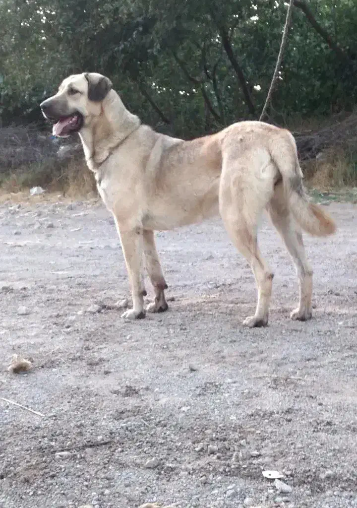 واگذاری سگ|سگ|مشگین شهر, |دیوار