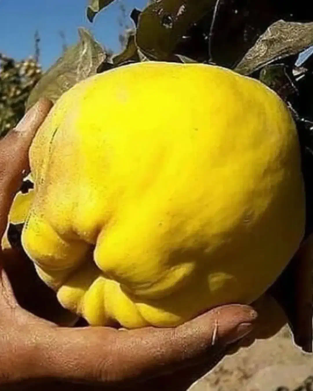 تبلیغ نهال|خدمات باغبانی و درختکاری|مشهد, هفده شهریور|دیوار