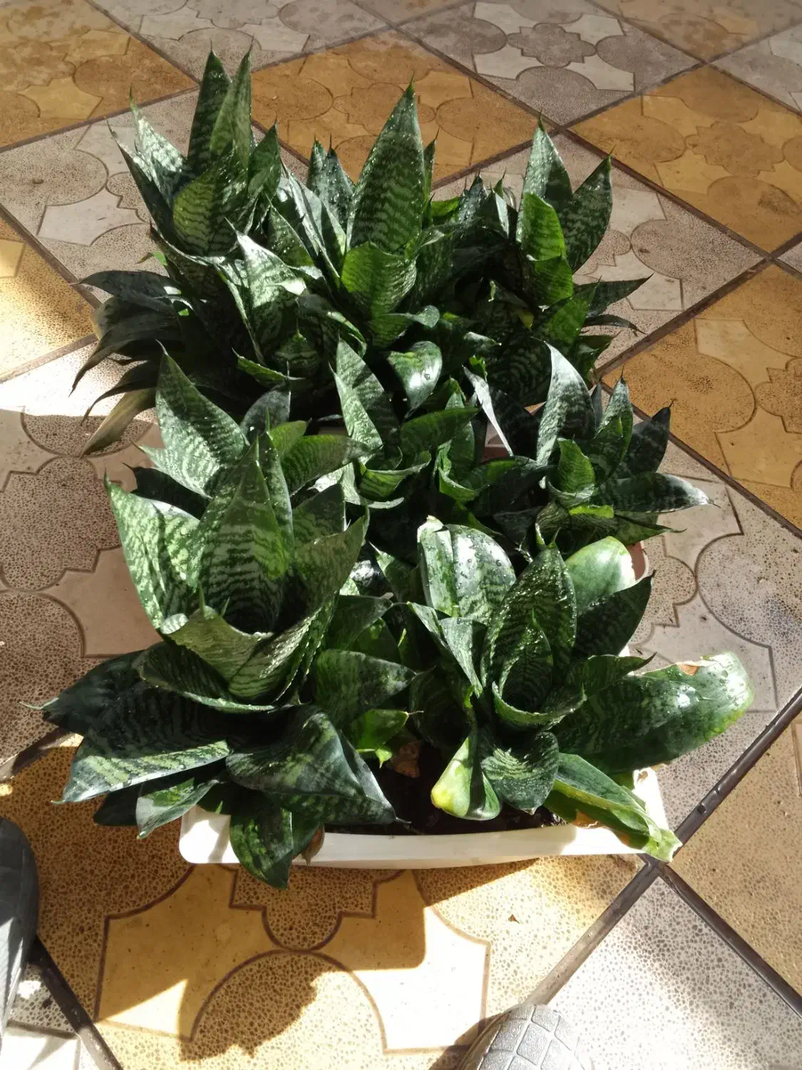 گل طبیعی|گل و گیاه طبیعی|نیشابور, دارایی|دیوار