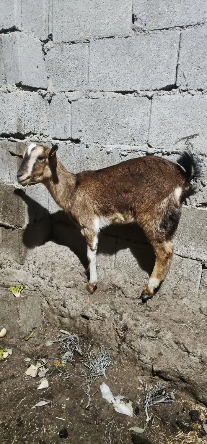 کیسه ماده|حیوانات مزرعه|قشم, |دیوار