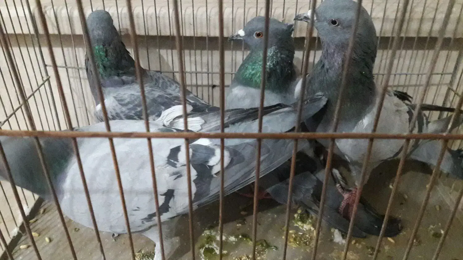 کبوترکفترپلاکی|پرنده|قم, ولیعصر|دیوار