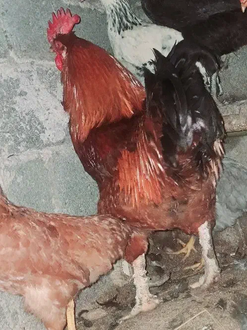 خروس بزرگ|حیوانات مزرعه|کومله, |دیوار