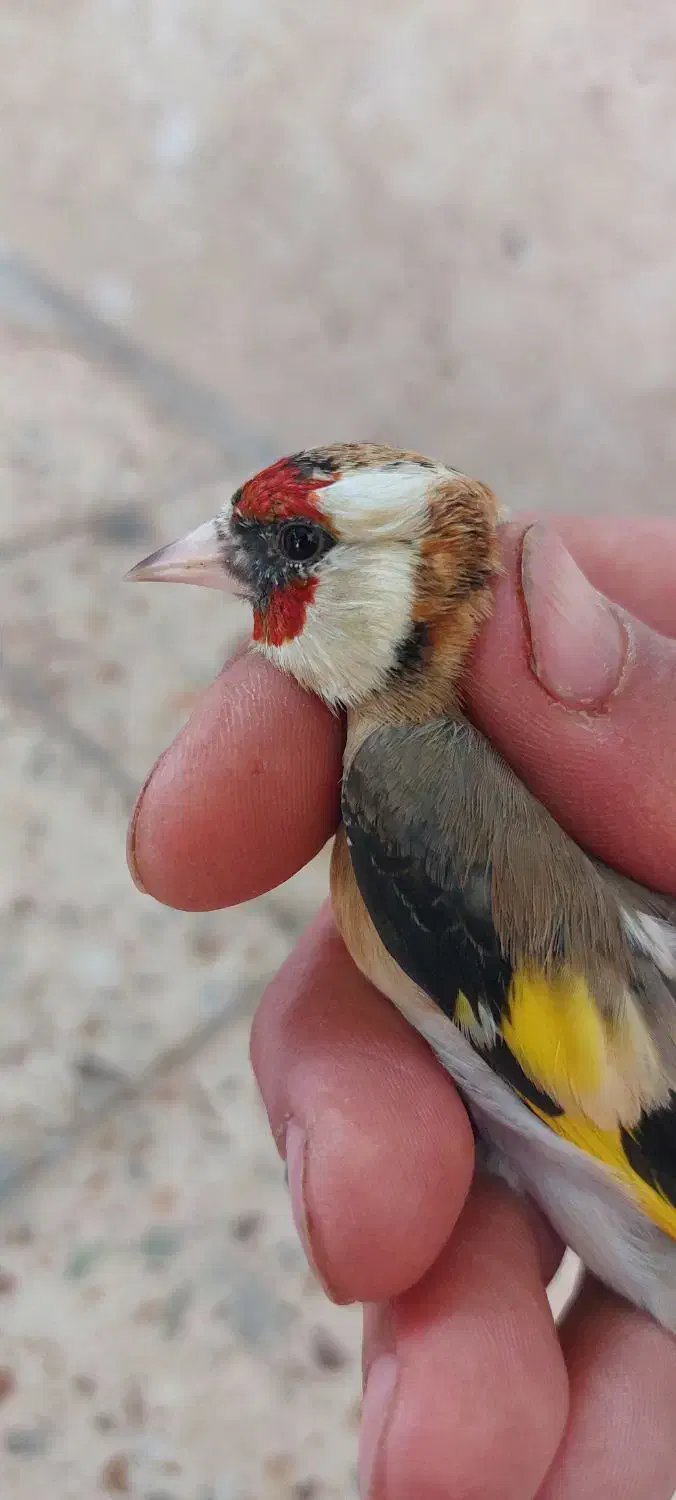 ماده سهره سرحنایی وابلق فوق عتیقه وکلکسیونی|پرنده|کرمان, |دیوار