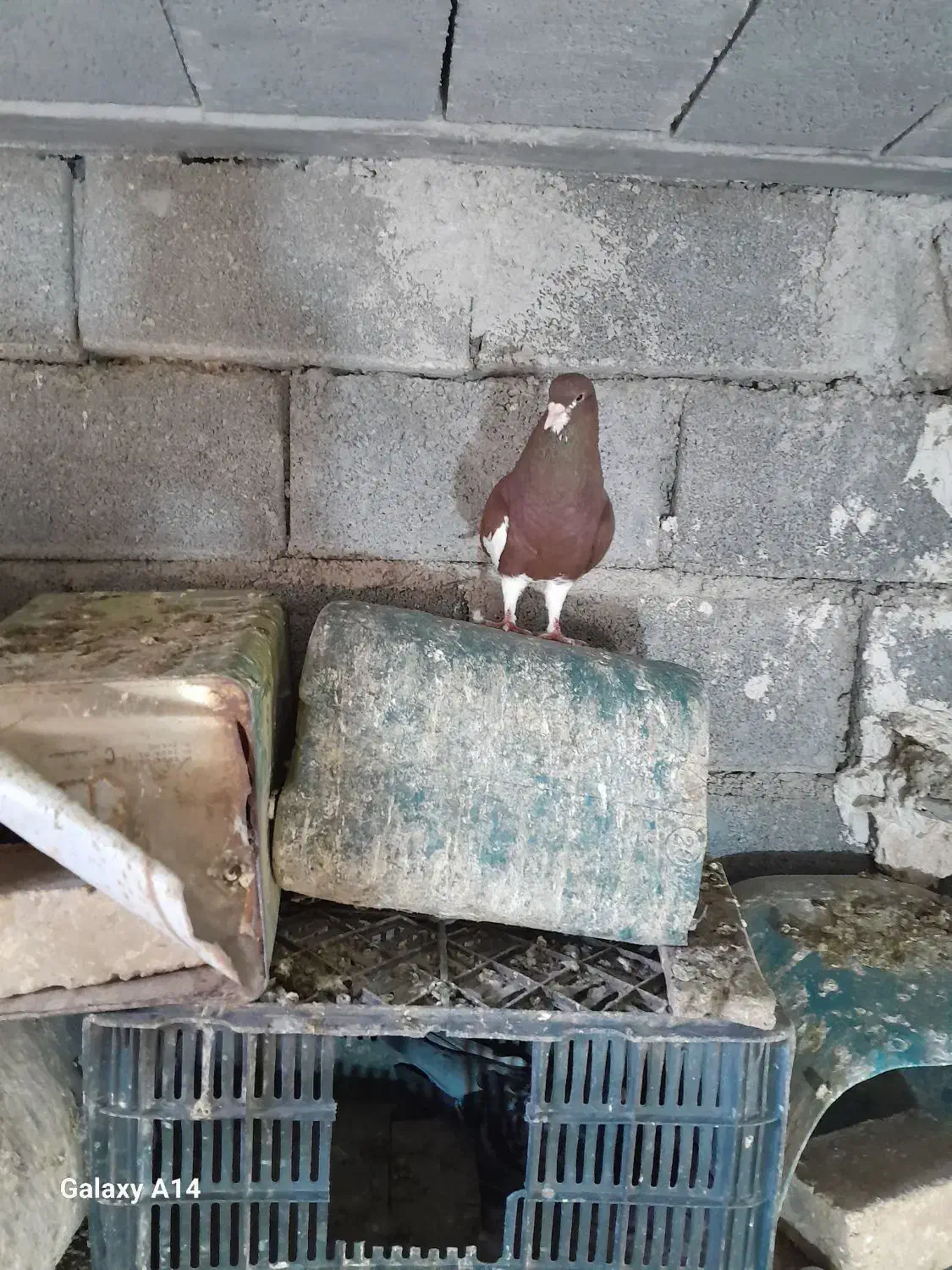 دوتا چپ سرخ رنگ خونی دوتاشم نر جهت فروش|پرنده|کوهمره, |دیوار