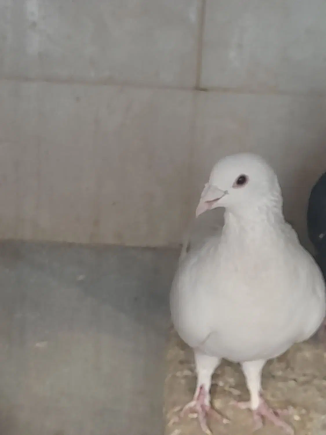 کفتر سفید|پرنده|کرمان, |دیوار