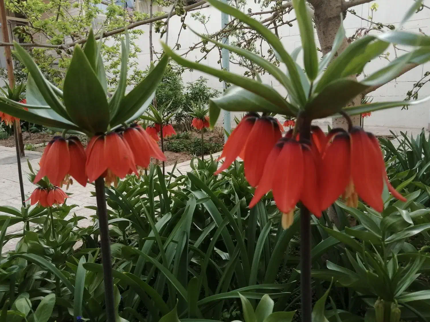 اجاره کوتاه مدت سوییت|اجارهٔ کوتاه‌مدت آپارتمان و سوئیت|فریدونشهر, |دیوار